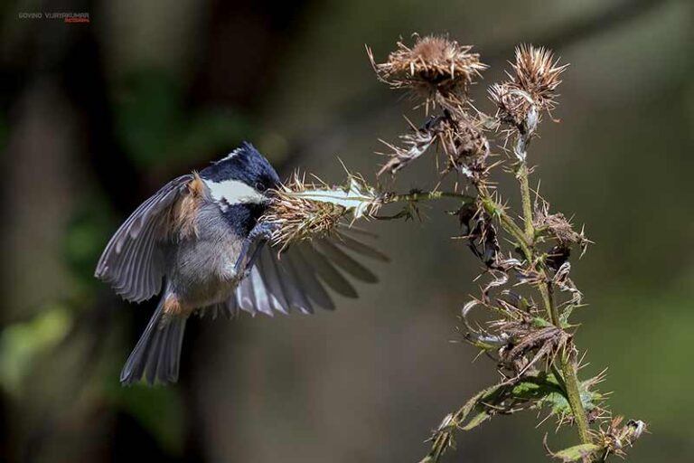 33 Best Bird Photography Tips for Stunning Bird Shots PhotographyAxis