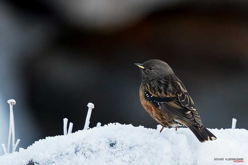Bird in Snow