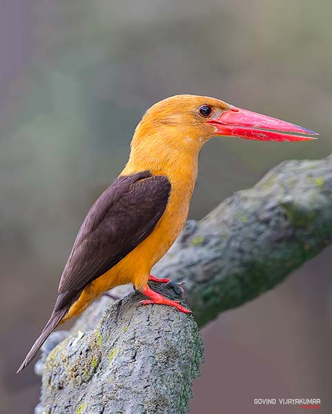 Brown winged Kingfisher Photographed using Canon 500mm f4 L IS II USM Lens