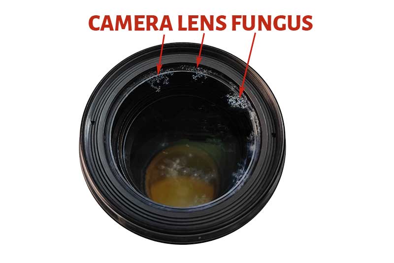 Camera Lens Fungus