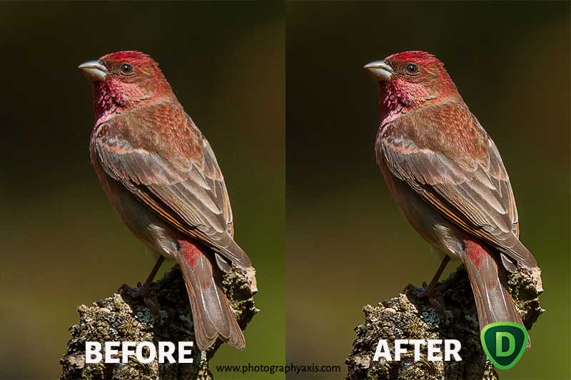 Topaz Denoise AI Before After Image- Low Noise Image