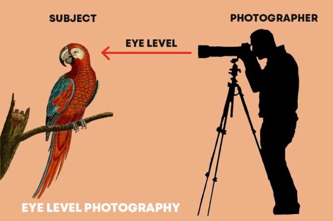 Eye Level Photography – How It Helps to Improve Images? - PhotographyAxis