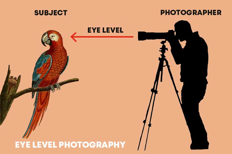 Eye Level Photography Illustration