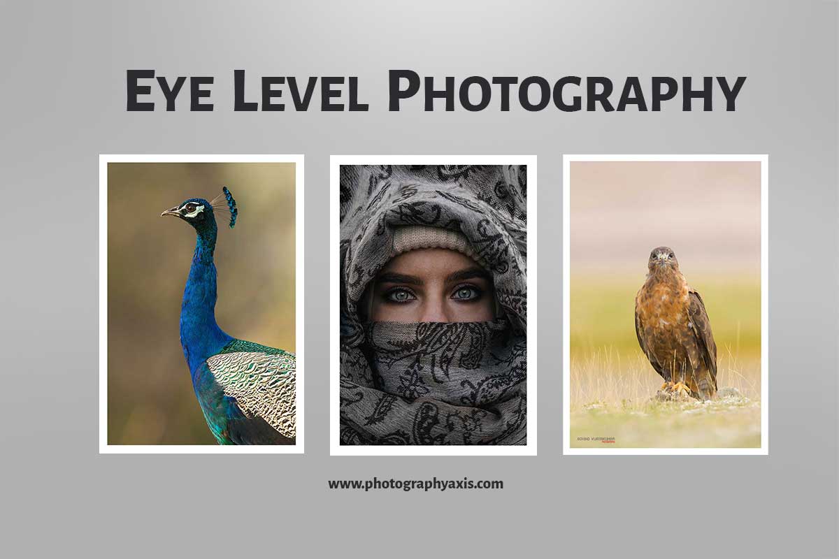 Eye Level Photography How It Helps to Improve Images? PhotographyAxis