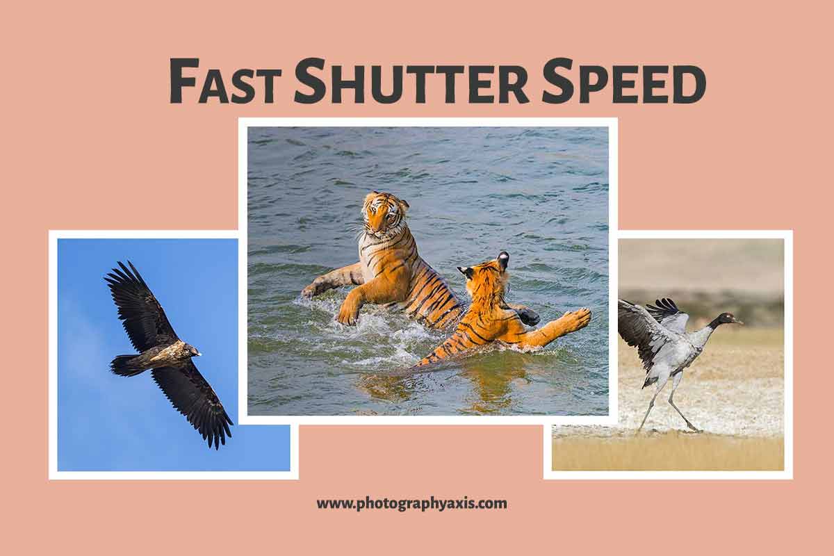 When to Use Fast Shutter Speed & How to Set It? - PhotographyAxis