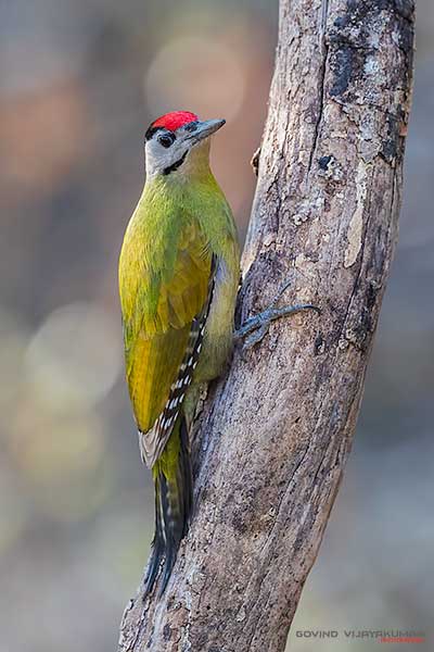 Grey Headed Woodpecker bird photography with 300mm lens