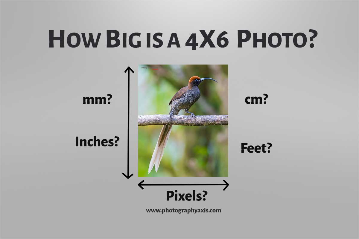 How Big Is A 4×6 Photo?(Inch, Cm, Mm, Ft, Pixels) - Photographyaxis