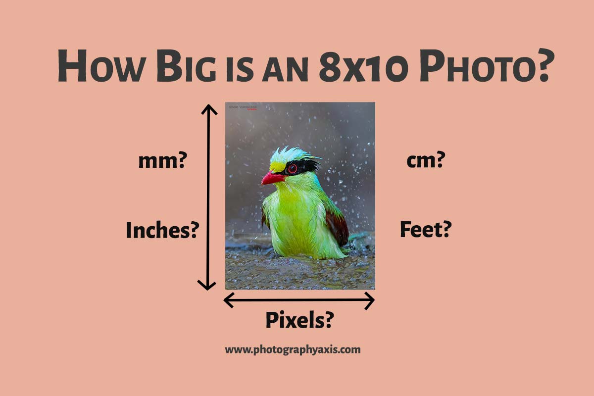 How Big Is An 8×10 Photo?(Inch, Cm, Mm, Ft, Pixels) - Photographyaxis
