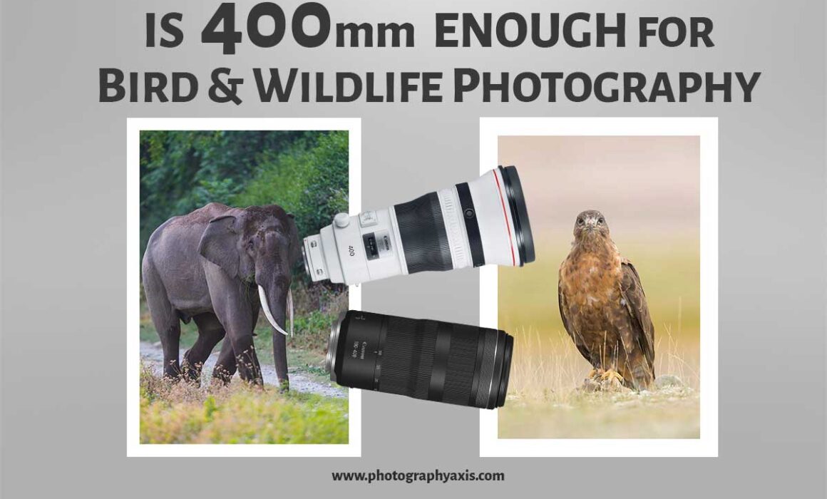 Is 400mm Enough for Bird and Wildlife photography