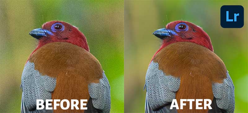 Lightroom Denoise AI Before After Image-High Noise