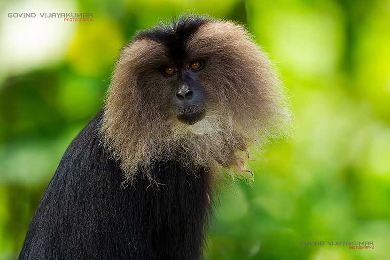 Lion tailed Macaque