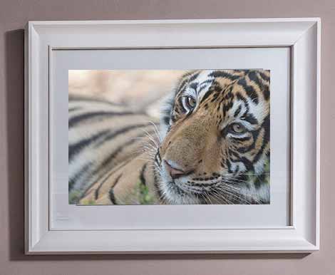 Lustre Photo Print in Glass-Picture-Frame