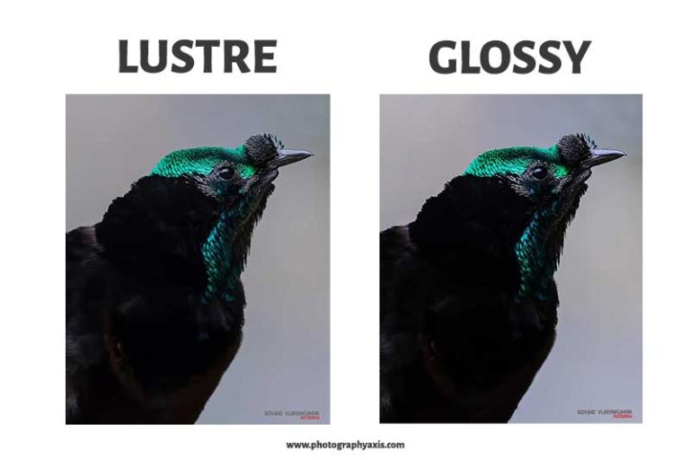Lustre Vs Glossy Which is Best for Photo Prints? PhotographyAxis