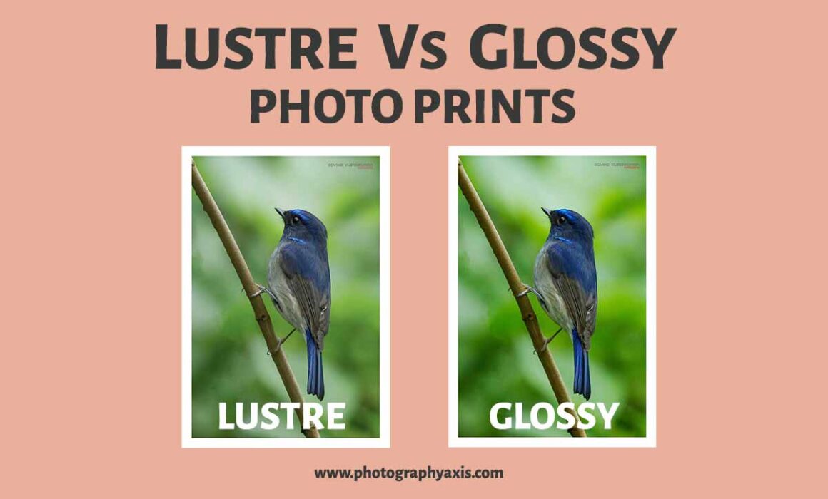 silueta entre té Lustre Vs Glossy- Which is Best for Photo Prints? - PhotographyAxis