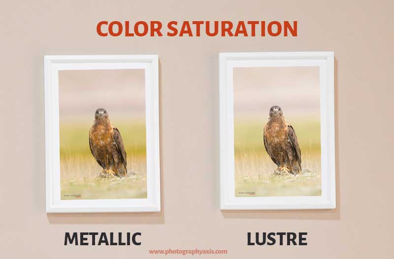 Metallic Vs Lustre - Color Saturation Difference