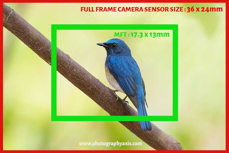 Micro four thirds vs Full frame camera sensor size