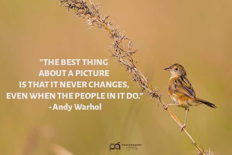 101 Best Nature Photography Quotes & Captions to Inspire You ...