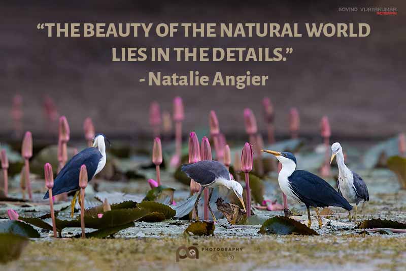 Nature Quote with Image