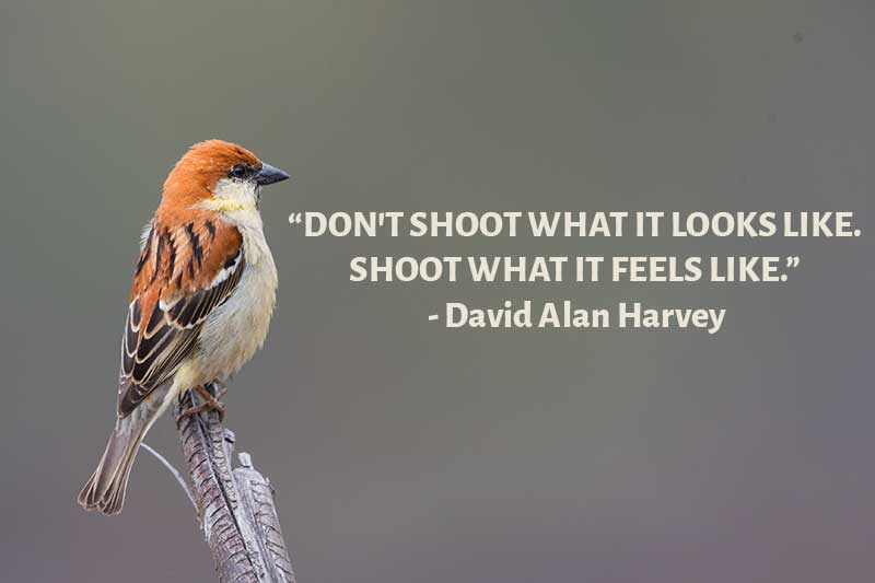 Photo with Nature Photography Quote