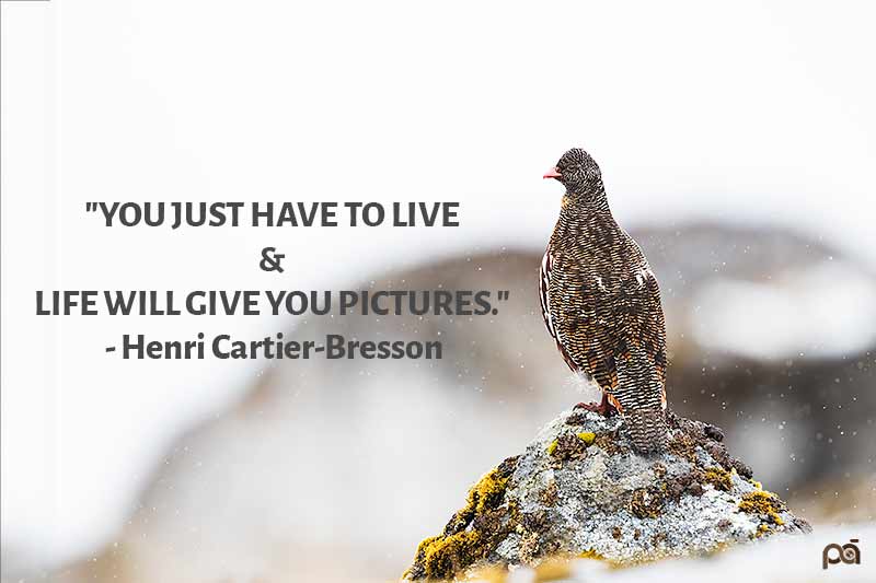Quotes about Nature Photography
