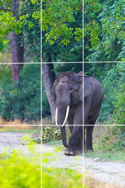 Rule of thirds-Wildlife Photography