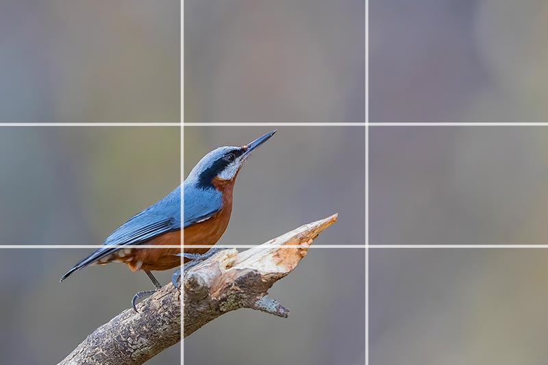 Rule of thirds in bird photography