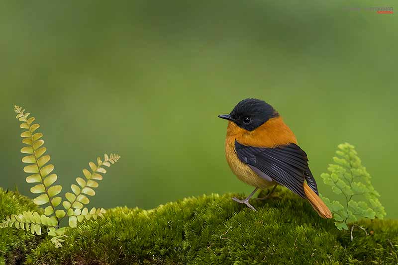 Selective Focus Photography