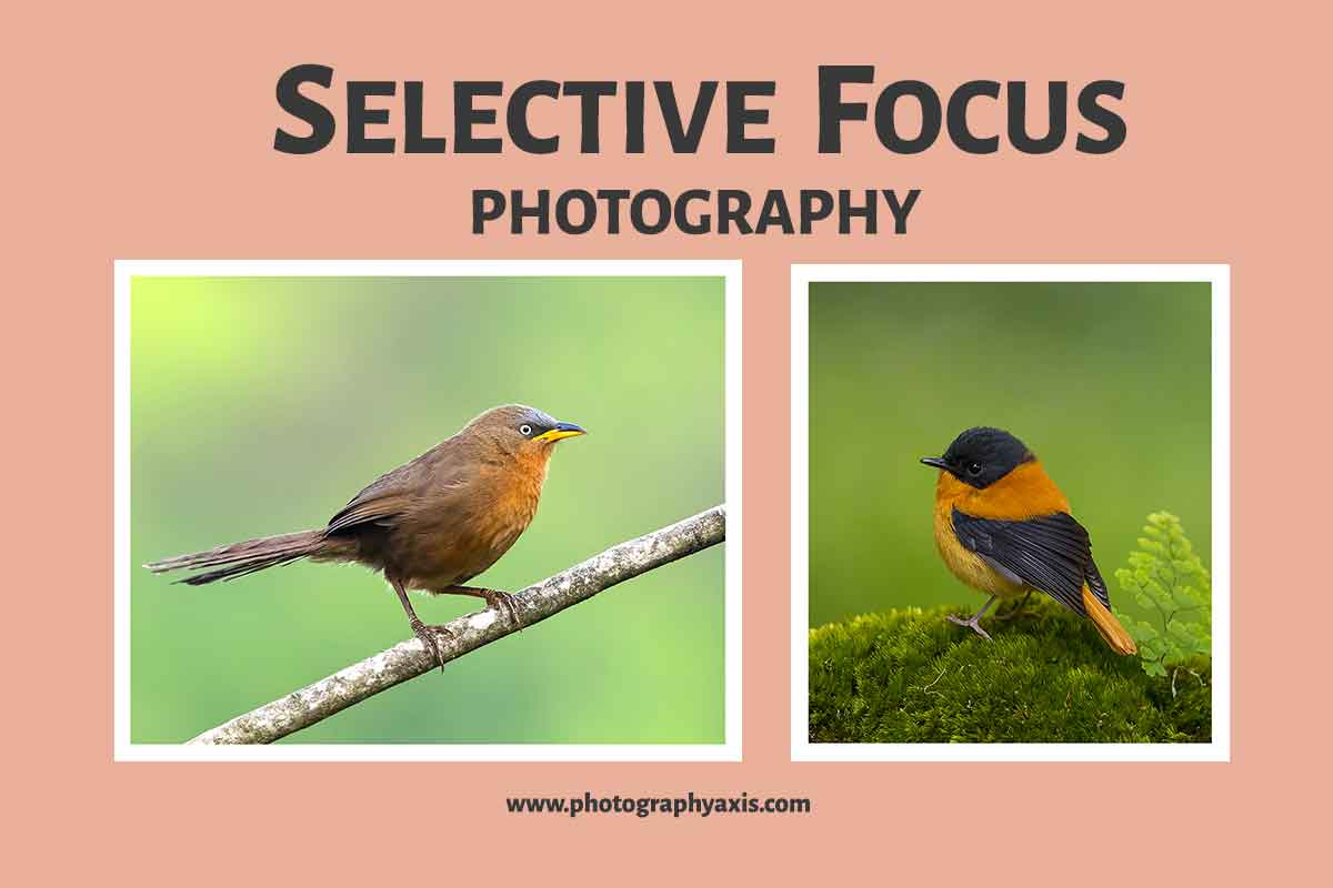 Selective Focus in Photography- How & When to Use It? - PhotographyAxis