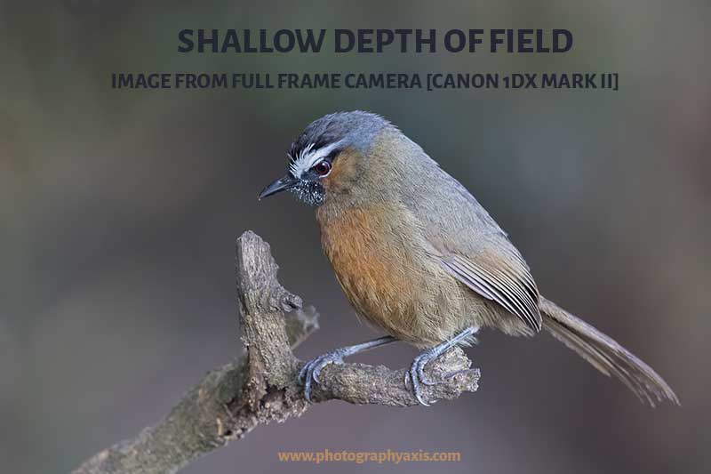Shallow Depth of Field from Full-Frame Camera