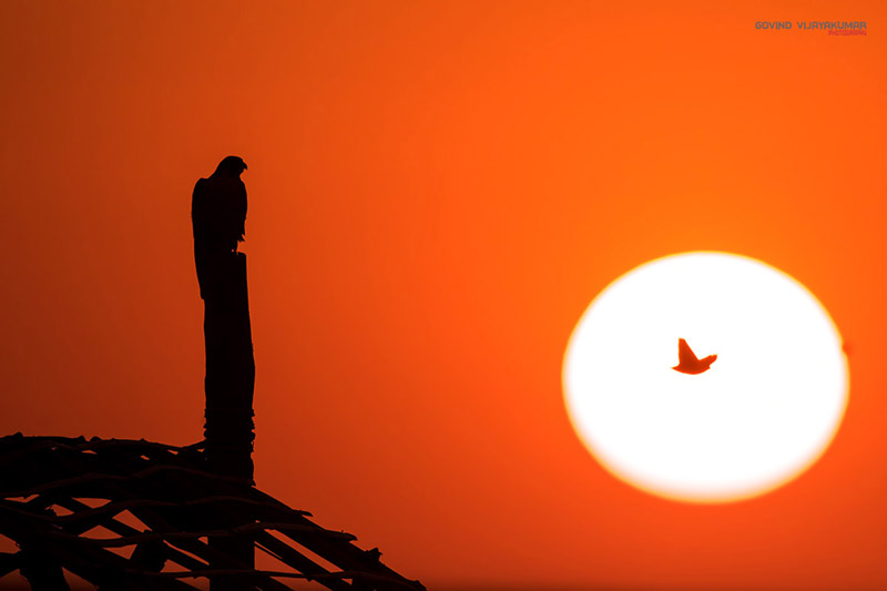 Silhouette Image of Perigrine Falcon and Lark