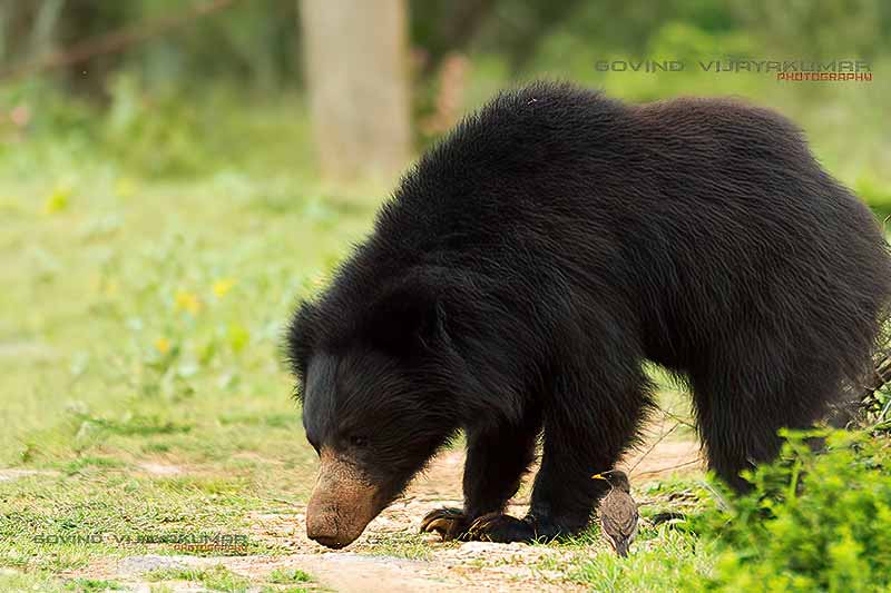 Photographie de la faune et de l'ours paresseux