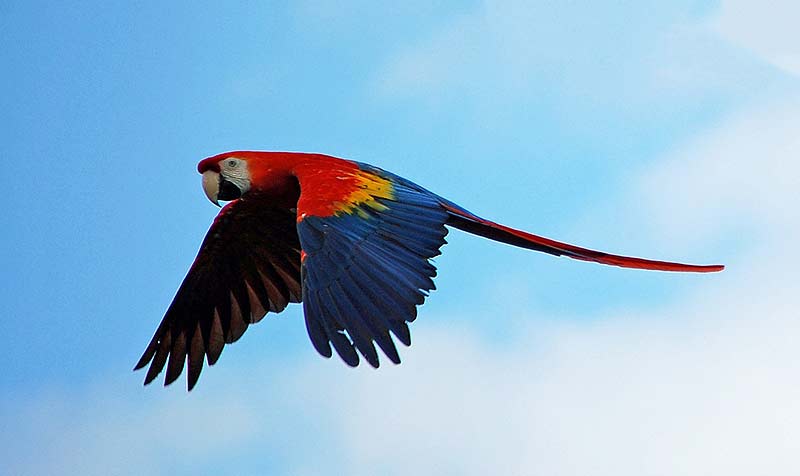 Scarlet Macaw in Triad colors