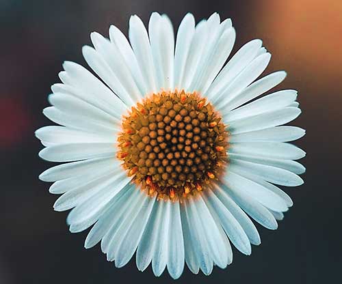 Symmetry in Flower