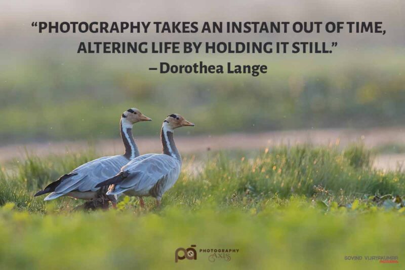 Top Nature Photography Quotes