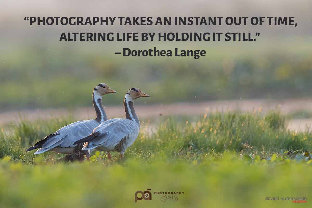 101 Best Nature Photography Quotes & Captions to Inspire You ...