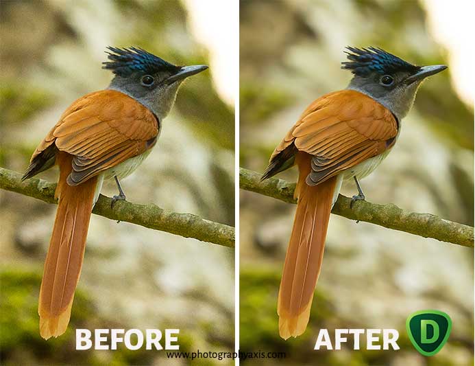 Topaz Denoise AI Before After Image- High Noise Image