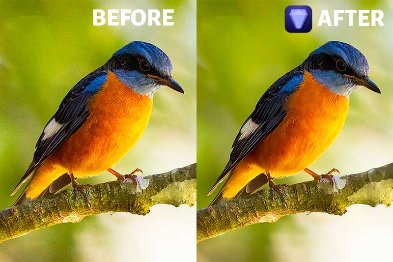 Topazlabs Photo AI Before After Image