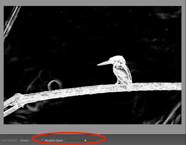 Easy Way to Find & Remove Dust Spots in Lightroom PhotographyAxis