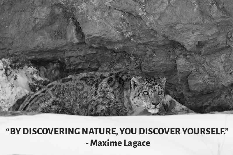 Wildlife Photography with quote