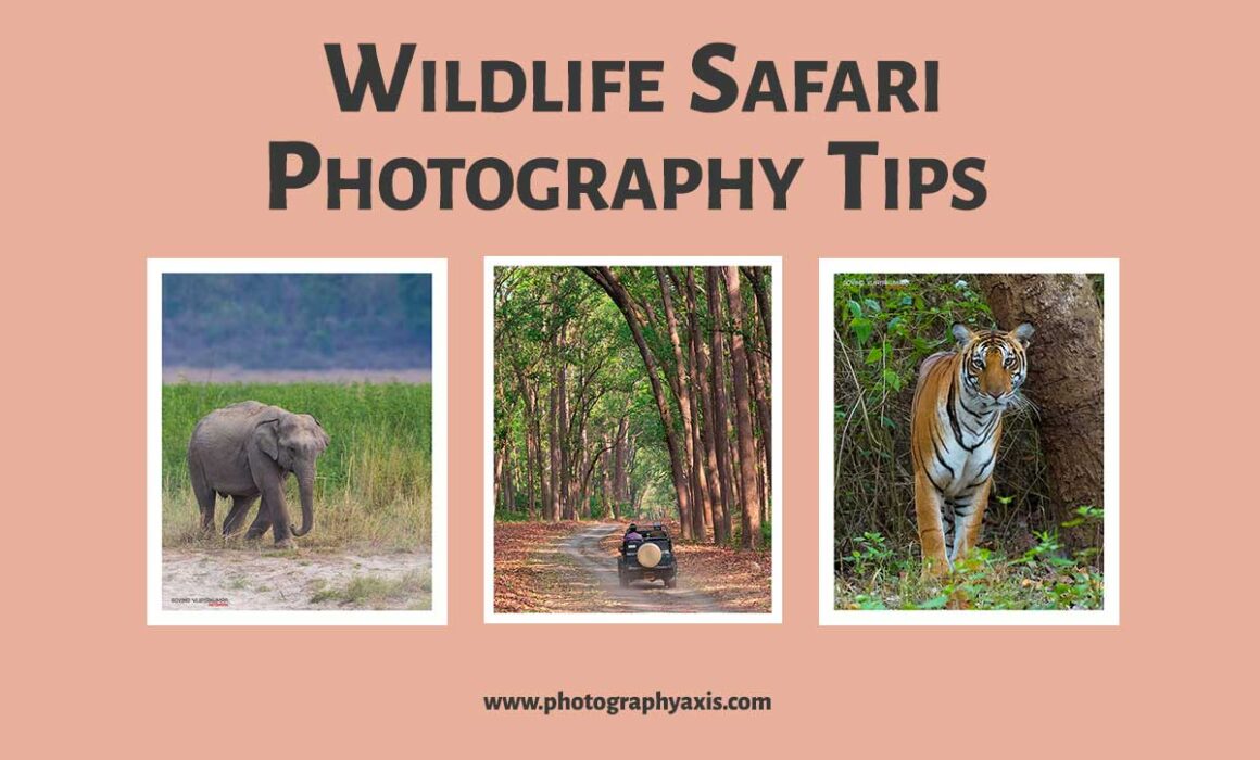 Wildlife Safari Photography Tips