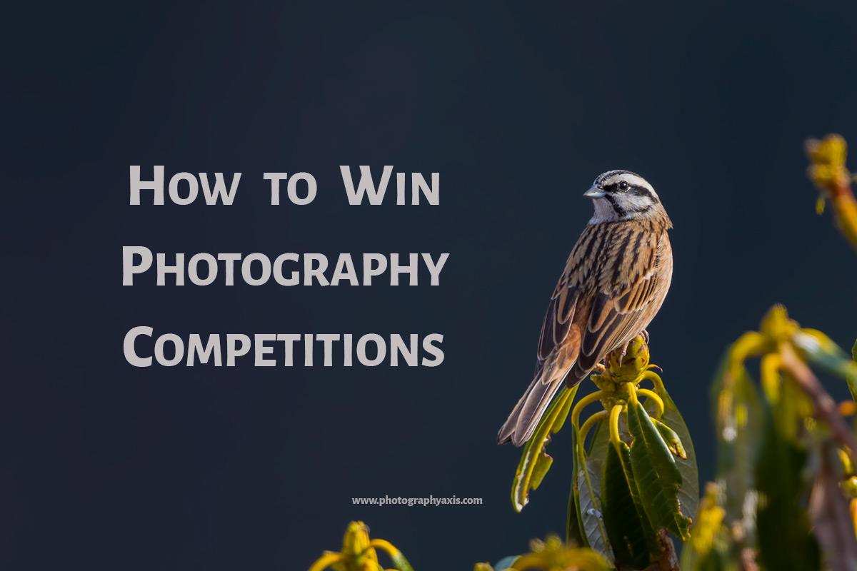 12 Tips to Increase your Chances of Winning Photography Competitions