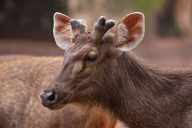 Zoo photography-Sambhar Deer portrait