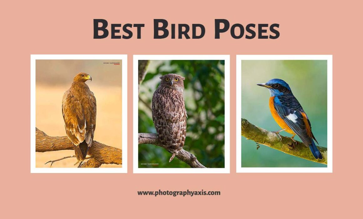 best bird poses