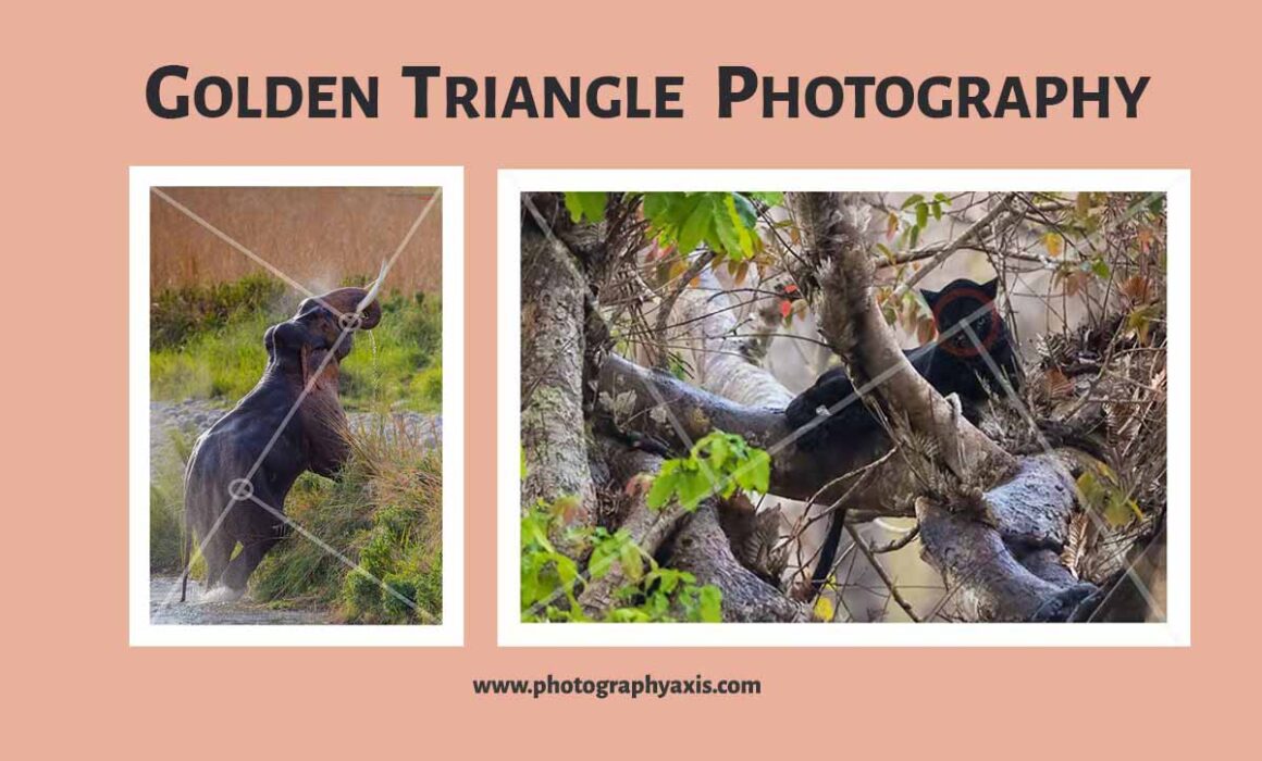 golden triangle photography composition
