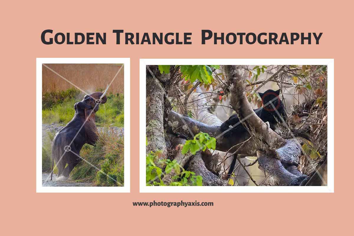 Golden Triangle Photography Composition Complete Guide PhotographyAxis
